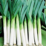 Praziluk - kada berbu i kako čuvati usev, vreme